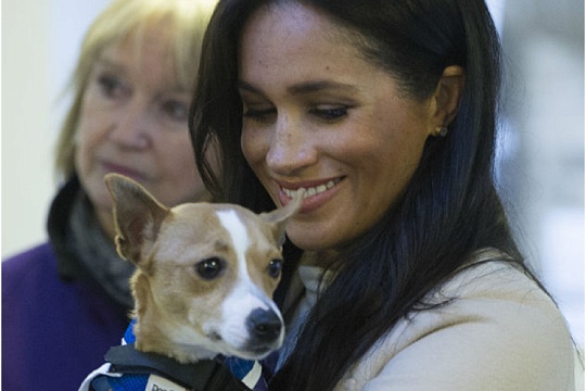 Меган Маркл будет выпускать лакомства для питомцев Меган Маркл будет выпускать лакомства для питомцев