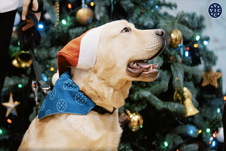 Воспитание собаки-проводника: итоги года от щенка Вика