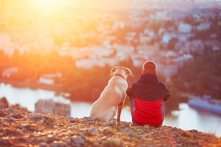 Собаки не ищут вожака. Они ищут человека, которому можно доверять