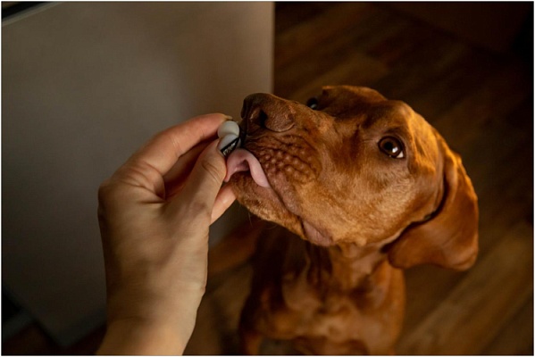 Мифы и правда о глистогонках