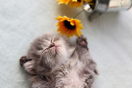 Осторожно: цветок! Или Какие комнатные растения опасны для кошек