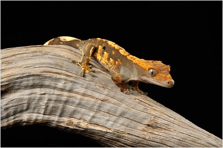 Реснитчатый геккон-бананоед: как содержать экзотического питомца дома