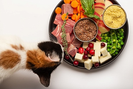 Появился сервис для определения пригодности разных продуктов для кошек