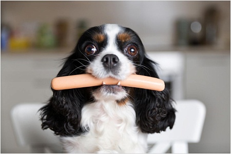 Можно ли собакам свинину