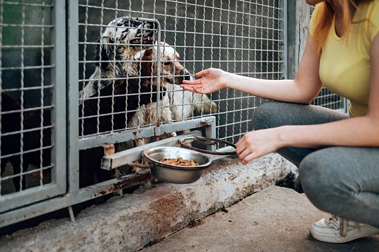 В Москве откроется производство лечебных кормов для питомцев из приютов В Москве откроется производство лечебных кормов для питомцев из приютов