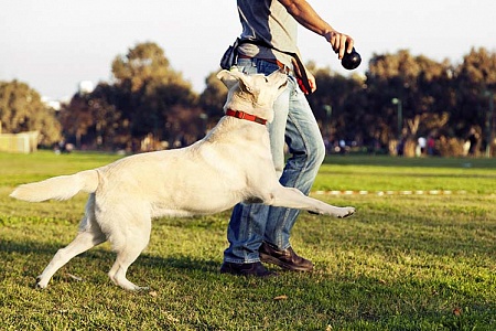 Игровой метод дрессировки собак 