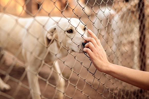 Pets Help: как помочь бездомным питомцам за 30 секунд