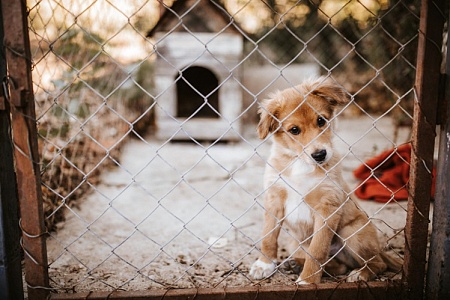 Законопроект об усыплении питомцев в приютах отклонили