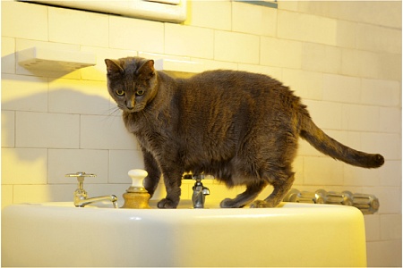 Кошка ходит в туалет в ванну или раковину. Как отучить?