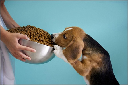 Свинина в составе кормов для собак: мнение ветеринарного диетолога