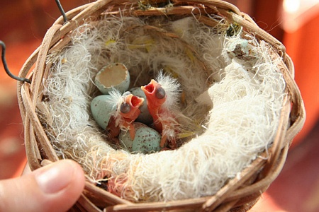 Выкармливание птенцов попугаев