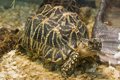 Звездчатая черепаха