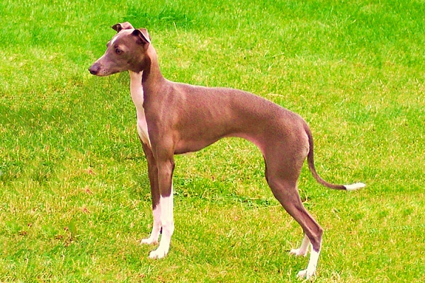 Итальянская левретка (итальянская борзая)