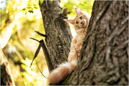 Ветврачи привели интересные факты о кошках 