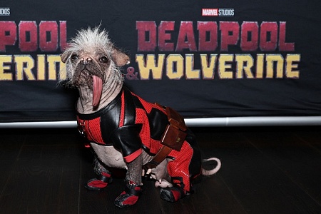 Собаку Пегги из нового «Дэдпула» номинировали «Оскар» для собак
