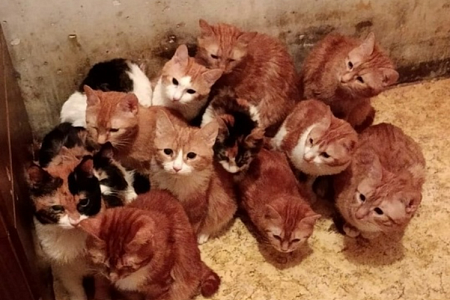 Суд запретил заводить питомцев москвичу, державшему в квартире 30 кошек