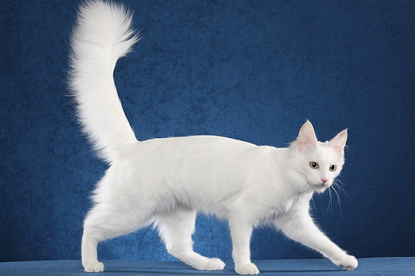 Ангорская кошка (турецкая ангорская, ангора) описание породы,  характеристики, внешний вид, история - Хвостньюс