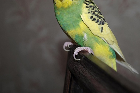 Как подстричь попугаю когти?