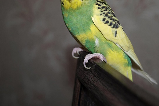 Как подстричь попугаю когти?