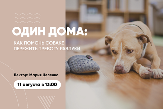 Приглашаем на вебинар «Один дома: как помочь собаке пережить тревогу разлуки» Приглашаем на вебинар «Один дома: как помочь собаке пережить тревогу разлуки»