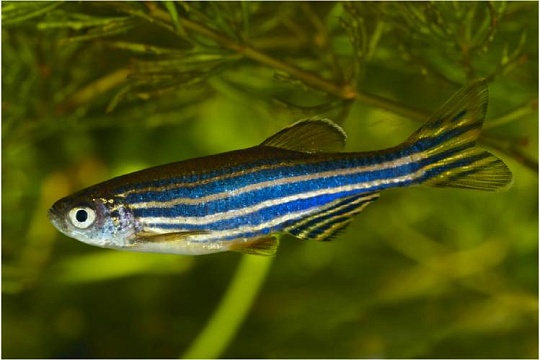 Данио-рерио: полосатый дамский чулок Данио-рерио: полосатый дамский чулок