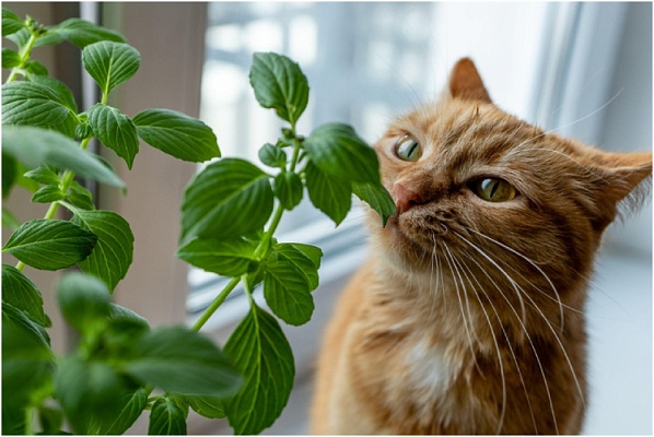 Ядовитые растения для кошек