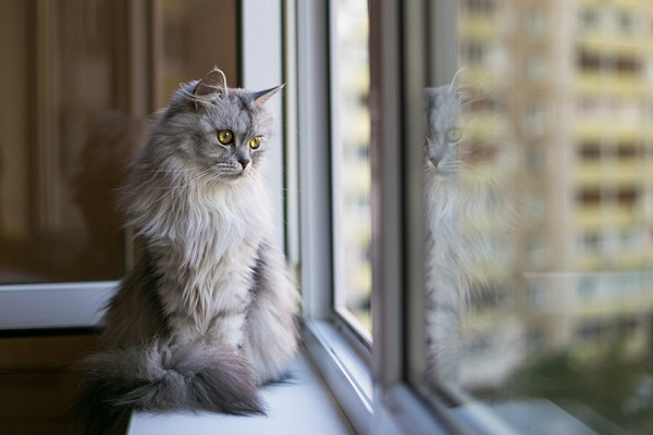 Кошки стали чаще выпадать из окон
