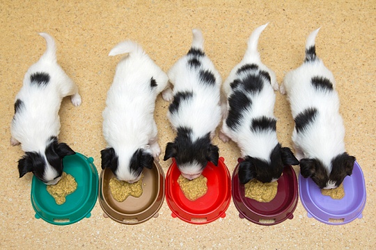 Как и когда переводить щенка на взрослый корм