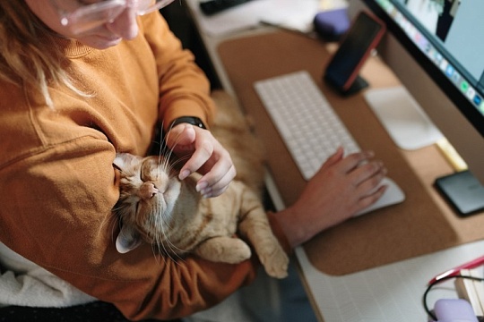 На работу в японскую IT-компанию приняли десять кошек На работу в японскую IT-компанию приняли десять кошек