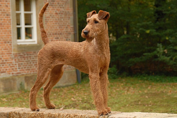 Ирландский терьер