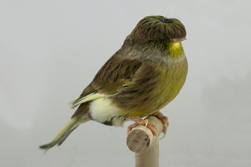 Канарейки хохлатые