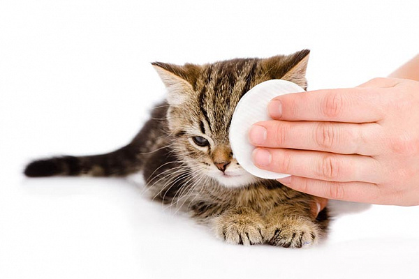 Как и чем промыть глаза кошке? | Хвост Ньюс
