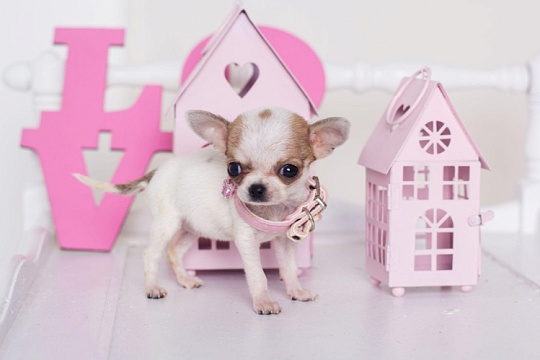 Клички для чихуахуа-девочек