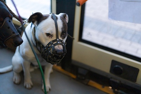 В Москве может появиться должность инспектора по животным