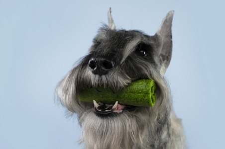 5 оригинальных лакомств для собак