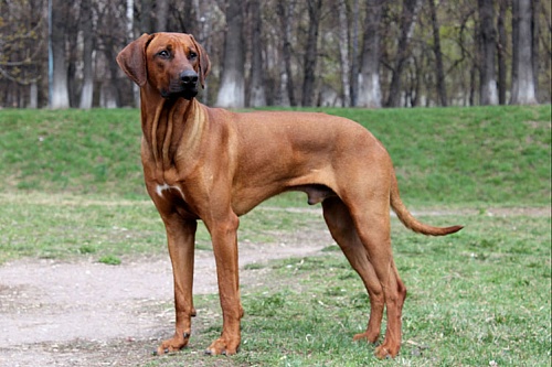 Родезийский риджбек Родезийский риджбек