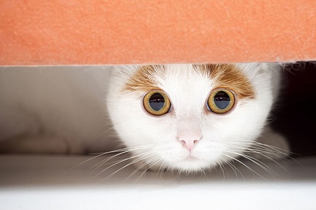 Стресс у кошки: распознать и помочь