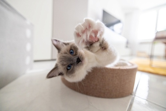 Говорите по-кошачьи? Проверьте свои знания