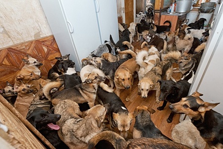 Соседи пожаловались на москвичку, в квартире которой живут 13 собак