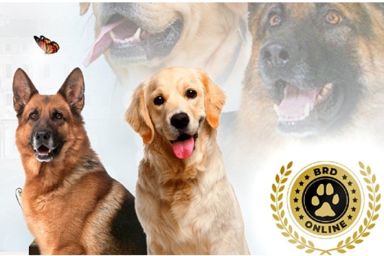 17-18 февраля в «КРОКУС ЭКСПО» пройдет грандиозное шоу «ЛУЧШИЕ СОБАКИ РОССИИ / РКФ 2024» 17-18 февраля в «КРОКУС ЭКСПО» пройдет грандиозное шоу «ЛУЧШИЕ СОБАКИ РОССИИ / РКФ 2024»