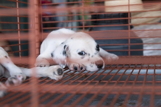 В Госдуме предлагают установить требования к разведению питомцев В Госдуме предлагают установить требования к разведению питомцев