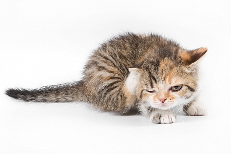 Откуда у котенка блохи?