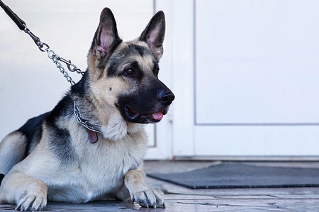 Овчарку украли около магазина в Севастополе