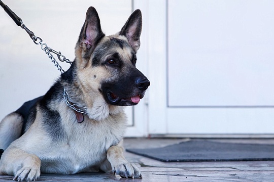 Овчарку украли около магазина в Севастополе Овчарку украли около магазина в Севастополе