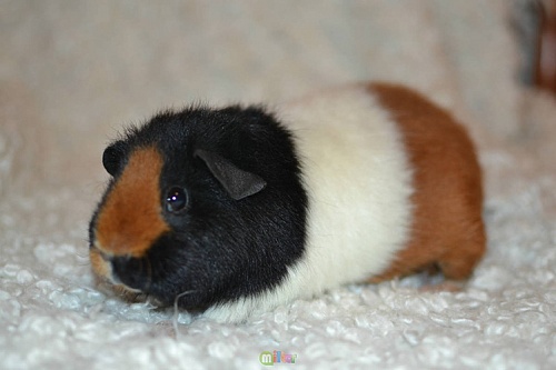Морская свинка тедди
