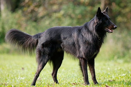 Бельгийская овчарка