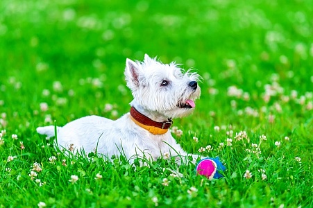 Белым-бело в разгар лета: ВестоВстреча в Сокольниках