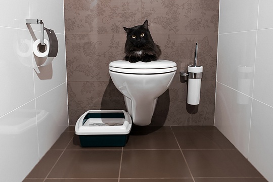 Диарея у кошки Диарея у кошки