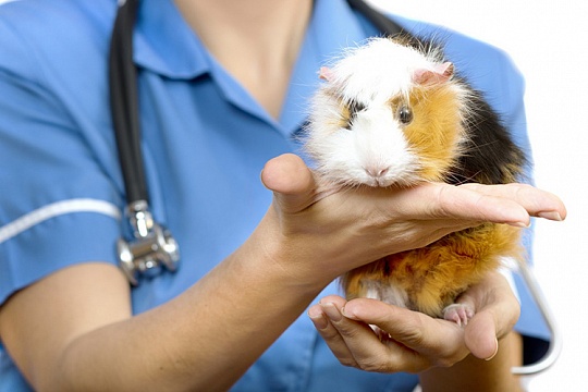 Как понять, что морская свинка заболела? Как понять, что морская свинка заболела?