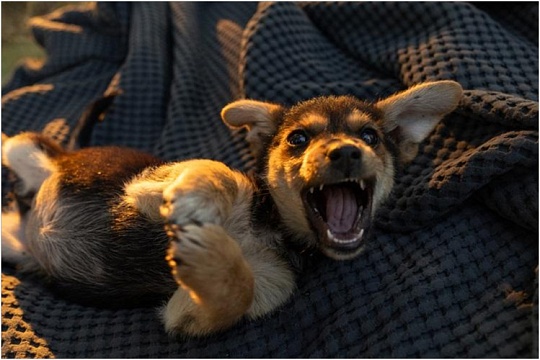 Собака агрессивна – причина в детстве